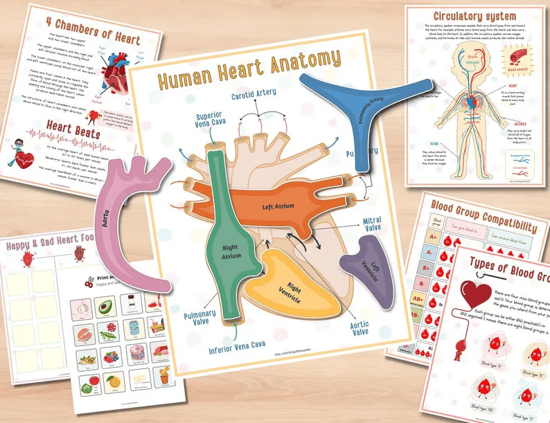 🔥Hot Sell 49% Off🧒Human Anatomy Busy Book