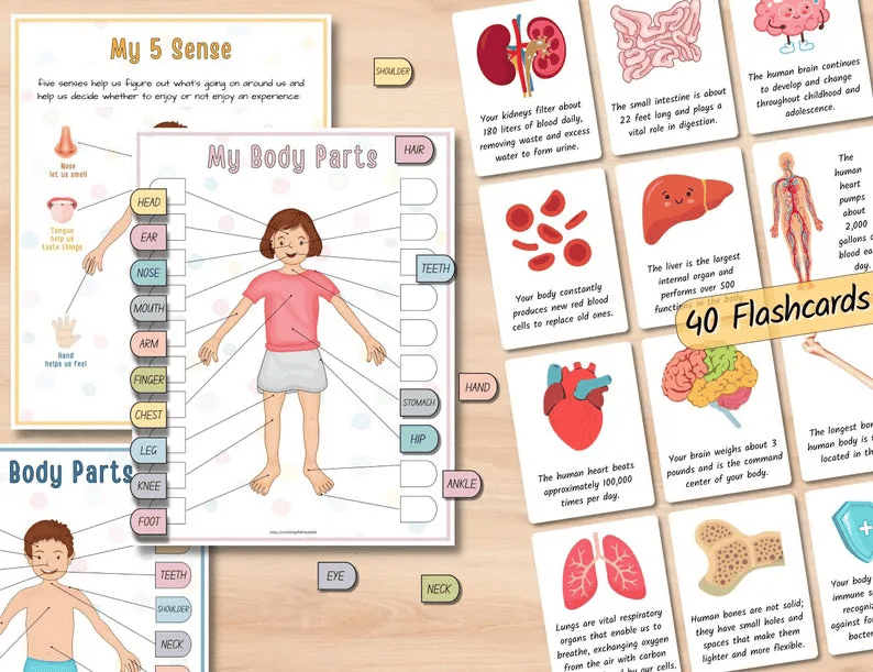 🔥Hot Sell 49% Off🧒Human Anatomy Busy Book