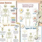 🔥Hot Sell 49% Off🧒Human Anatomy Busy Book