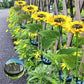 📢📢50% OFF !! ⏰🌻 Realistic & Weatherproof | Solar Sunflower | IP65 Outdoor Decor